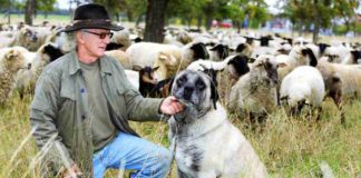 Wie Herdenschutzhunde Schafe und Ziegen gegen Wölfe verteidigen