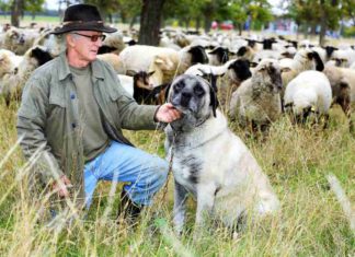 Wie Herdenschutzhunde Schafe und Ziegen gegen Wölfe verteidigen