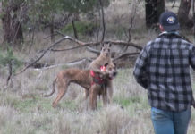 Känguru nimmt Hund in den Schwitzkasten