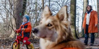 Ohne Angst und Tränen: Kindern den Umgang mit Hunden beibringen