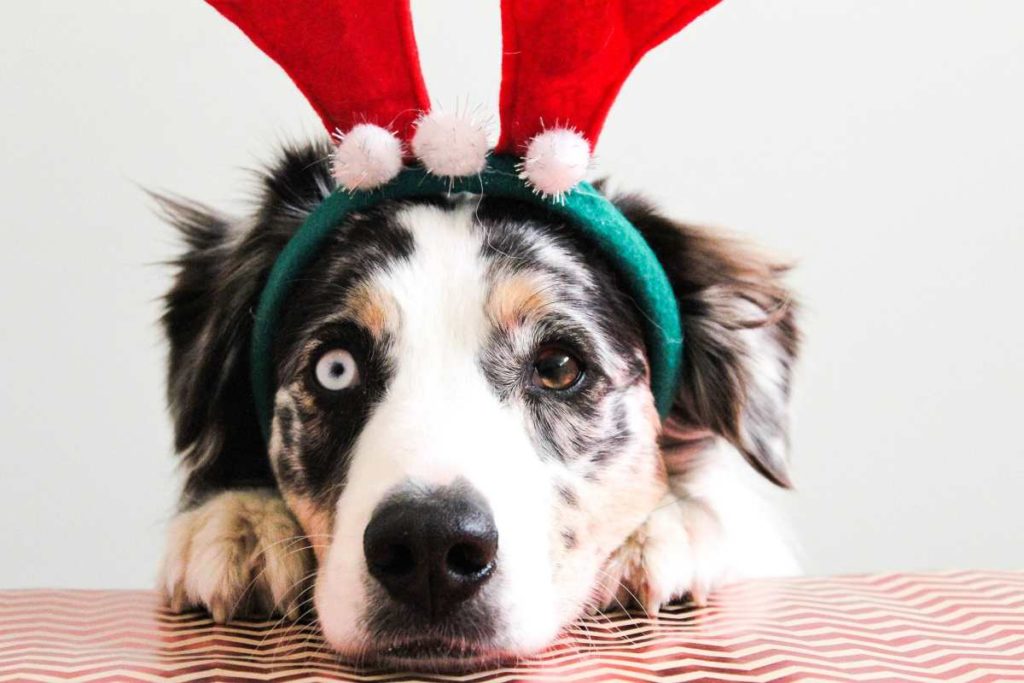 Last Minute: Die Top 10 Weihnachtsgeschenke für deinen Hund