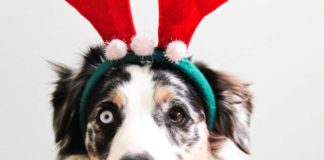 Last Minute: Die Top 10 Weihnachtsgeschenke für deinen Hund