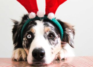 Last Minute: Die Top 10 Weihnachtsgeschenke für deinen Hund