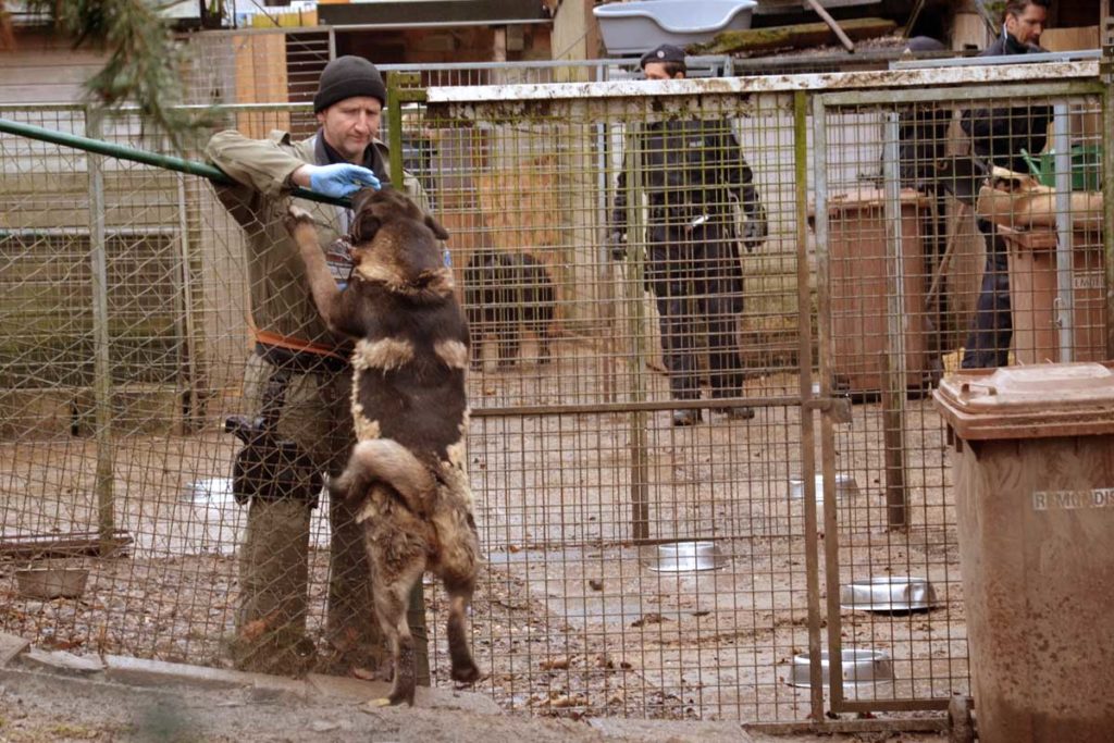 Papiere gefälscht: Hundezüchter-Ehepaar in Untersuchungshaft