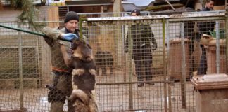 Papiere gefälscht: Hundezüchter-Ehepaar in Untersuchungshaft