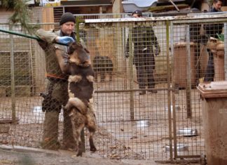 Papiere gefälscht: Hundezüchter-Ehepaar in Untersuchungshaft