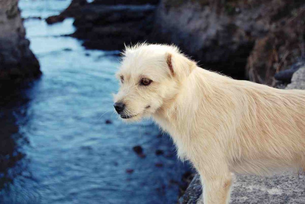 Straßenhunde aus dem Ausland aufnehmen