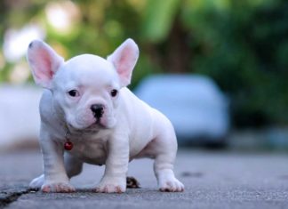 Warum fressen manche Hunde Kot? Was sind die Gefahren beim Kotfressen?