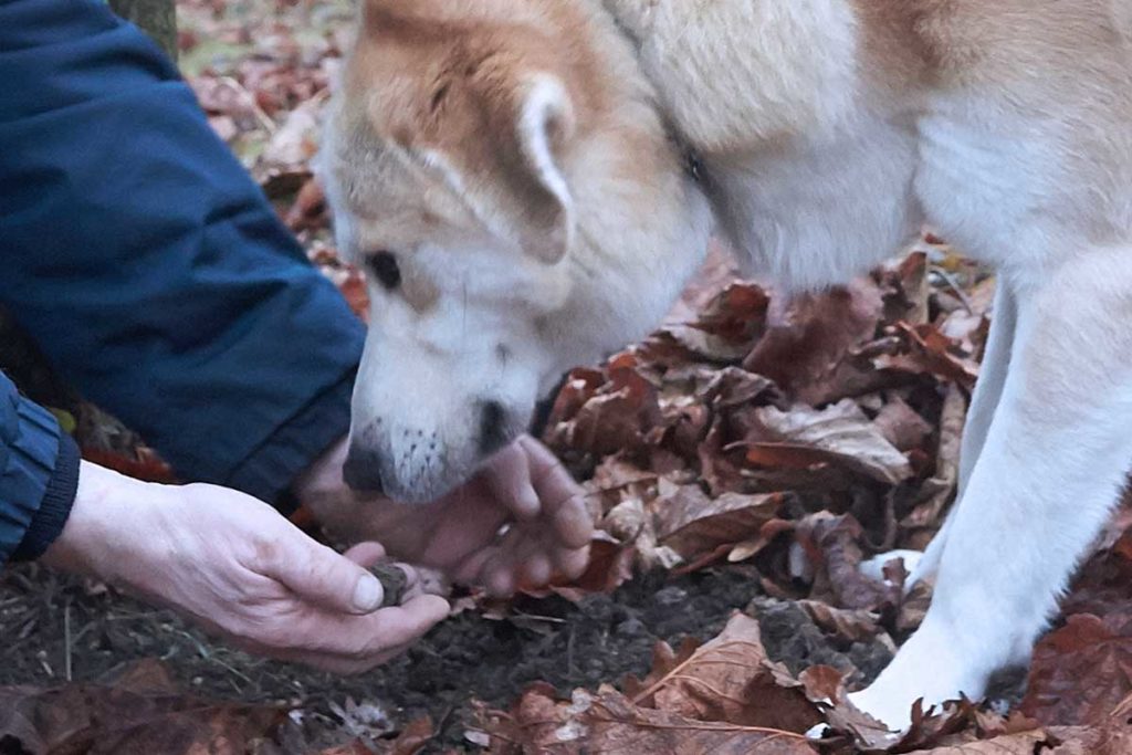 Alba der Trüffelhund - Edle Esspilze aus der Erde