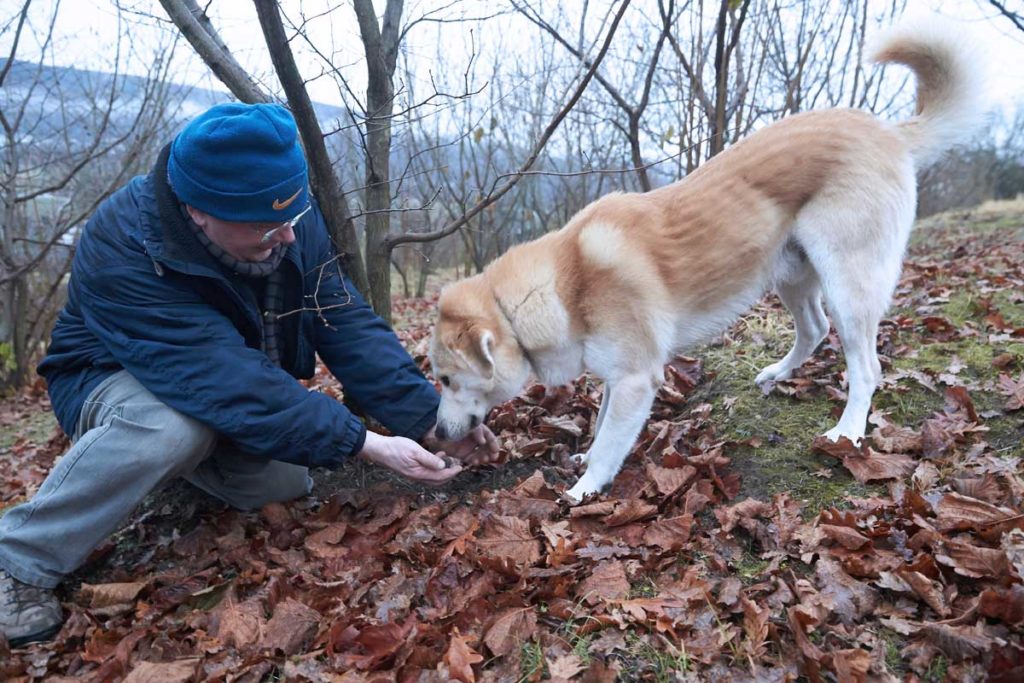 Alba der Trüffelhund - Edle Esspilze aus der Erde