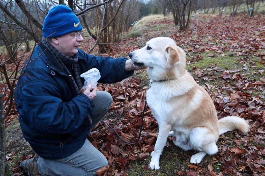 Alba der Trüffelhund - Edle Esspilze aus der Erde