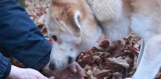 Alba der Trüffelhund - Edle Esspilze aus der Erde