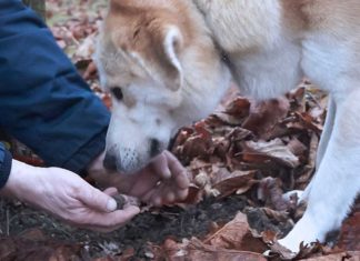 Alba der Trüffelhund - Edle Esspilze aus der Erde