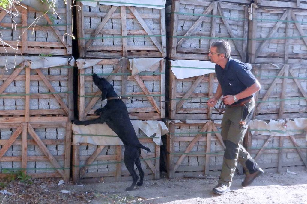 Baden-Württembergs erster Käferspürhund tritt kürzer