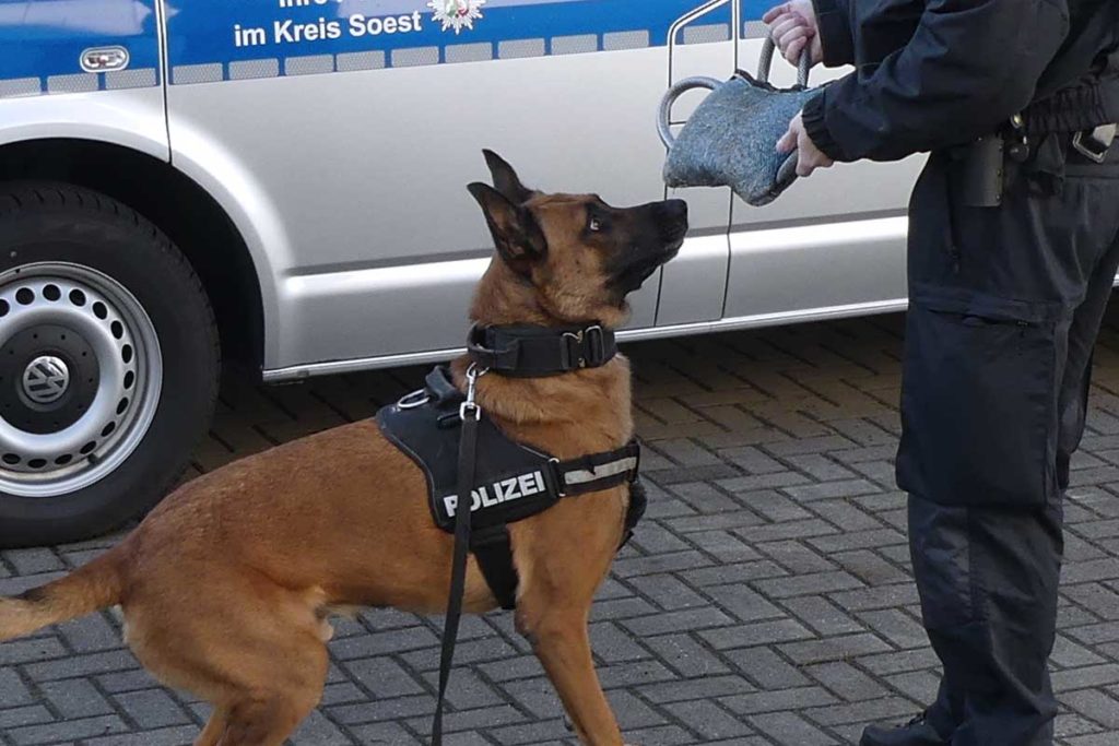 Betrunkener Schwarzfahrer traktiert Polizeihund "Joker" mit Tritten