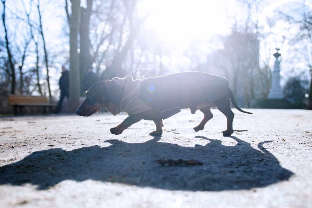 Der Dackel - vom Spießer-Hund zum Hipste