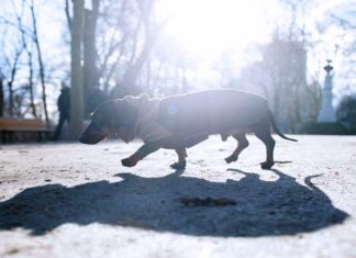 Der Dackel - vom Spießer-Hund zum Hipste