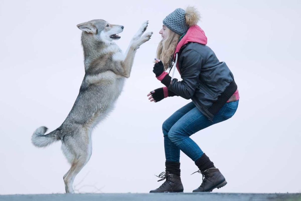 Der Hund sieht aus wie ein Wolf - Wolfshunde sorgen für Aufregung