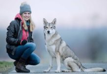 Der Hund sieht aus wie ein Wolf - Wolfhunde sorgen für Aufregung