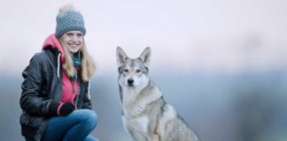 Der Hund sieht aus wie ein Wolf - Wolfhunde sorgen für Aufregung