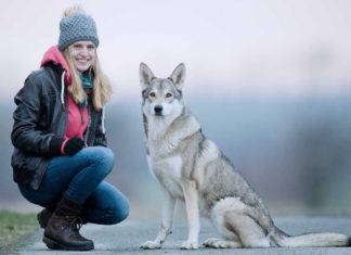 Der Hund sieht aus wie ein Wolf - Wolfhunde sorgen für Aufregung