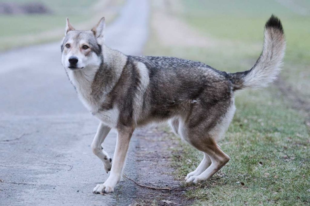 Der Hund sieht aus wie ein Wolf - Wolfshunde sorgen für Aufregung