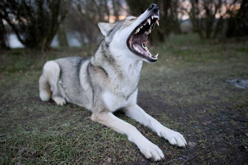 Der Hund sieht aus wie ein Wolf - Wolfshunde sorgen für Aufregung