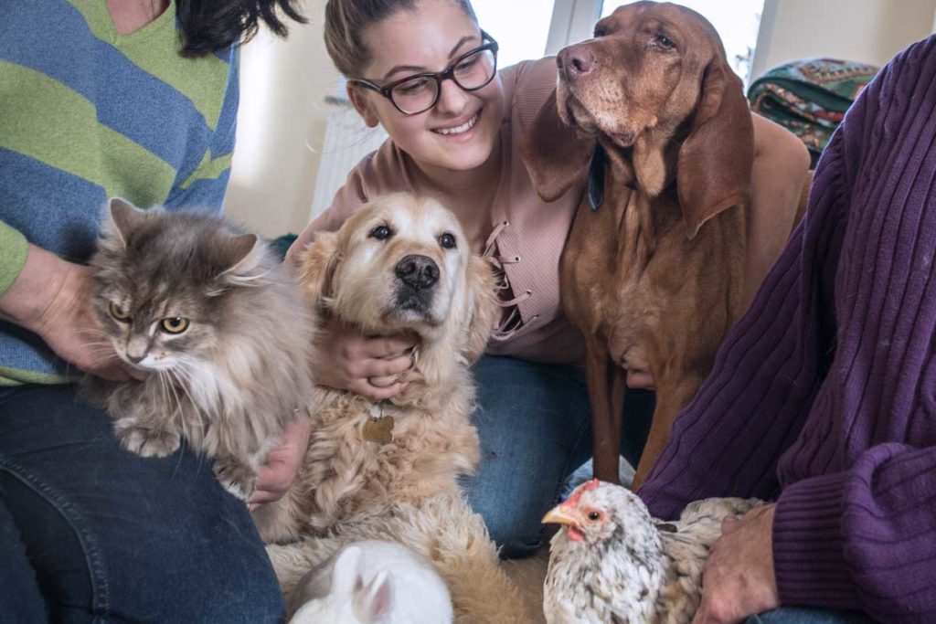 Die Wohngemeinschaft der Tiere: Huhn lebt mit Hunden und Katze