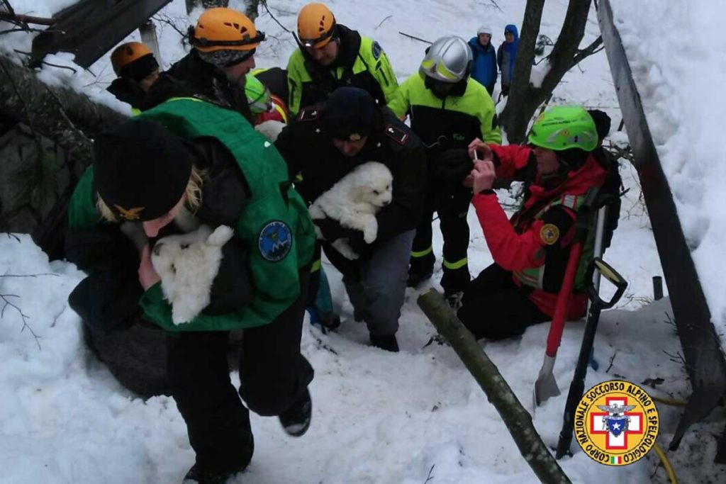 Drei Hundewelpen in Lawinen-Hotel lebend gefunden