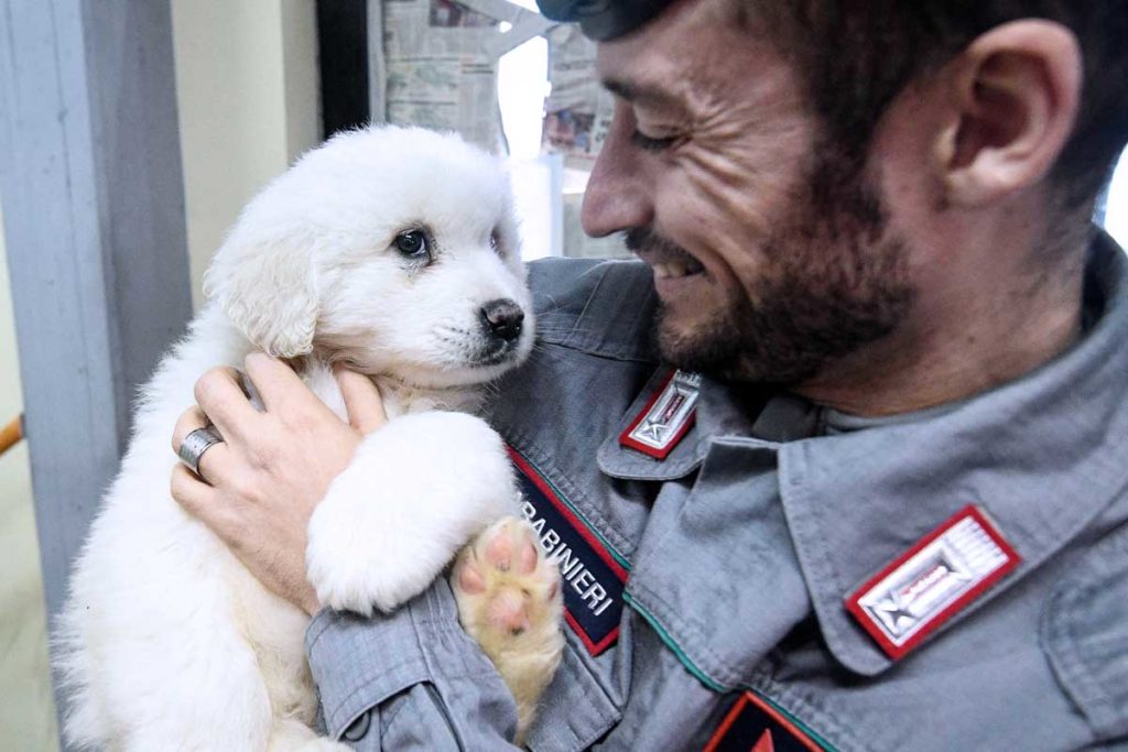 Drei Hundewelpen in Lawinen-Hotel lebend gefunden