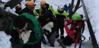 Drei Hundewelpen in Lawinen-Hotel lebend gefunden