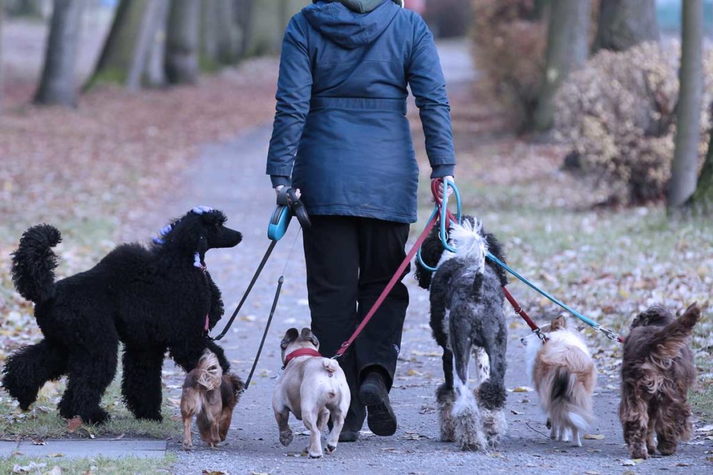 Gericht: Mehrfacher Ortswechsel bei Scheidung für Hunde "unzumutbar"