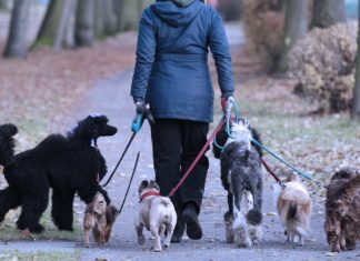 Gericht: Mehrfacher Ortswechsel bei Scheidung für Hunde "unzumutbar"