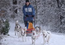 Hessisch Alaska: 33-Jährige düst mit Schlittenhunden durch den Wald