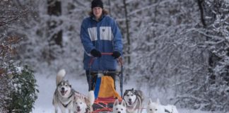 Hessisch Alaska: 33-Jährige düst mit Schlittenhunden durch den Wald