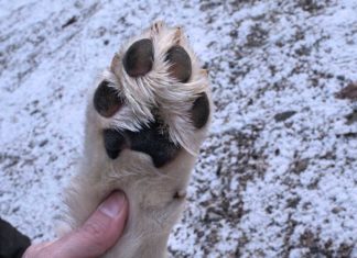 Hundepfoten brauchen Winterschutz