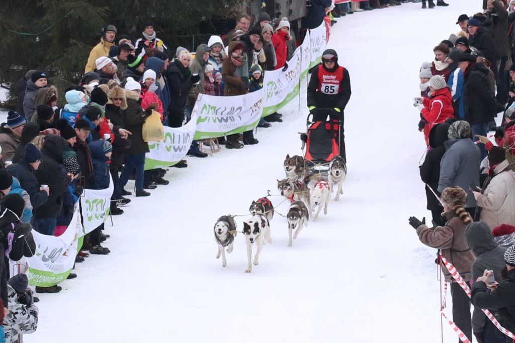 Mehr als 7000 Zuschauer sehen Schlittenhunderennen im Harz