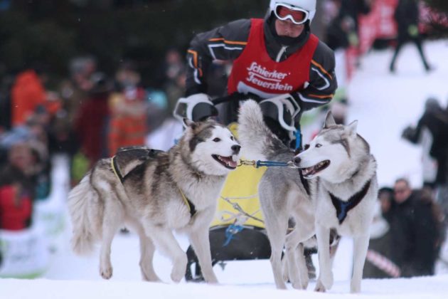 Mehr als 7000 Zuschauer sehen Schlittenhunderennen im Harz