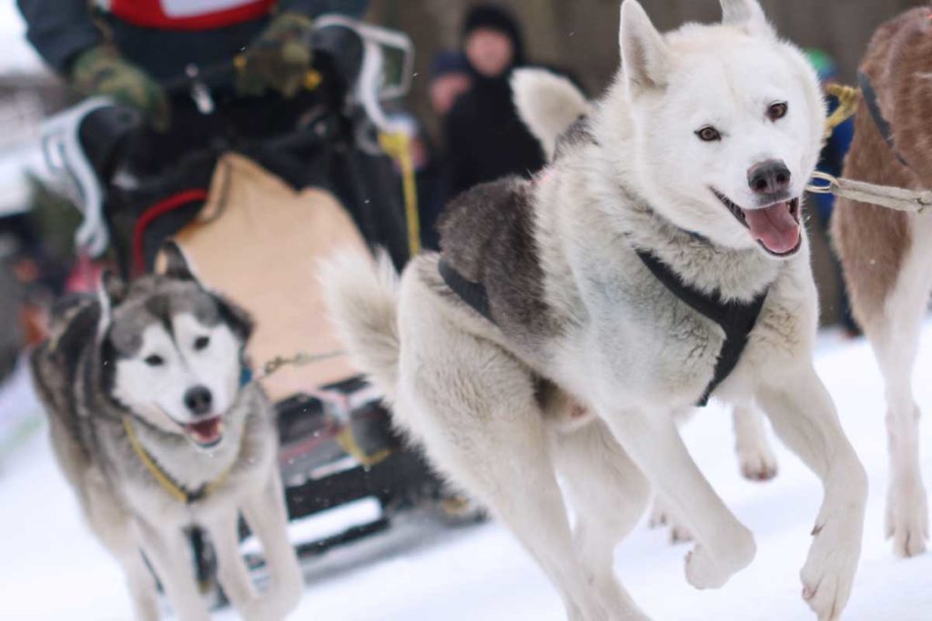 Mehr als 7000 Zuschauer sehen Schlittenhunderennen im Harz