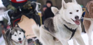 Mehr als 7000 Zuschauer sehen Schlittenhunderennen im Harz