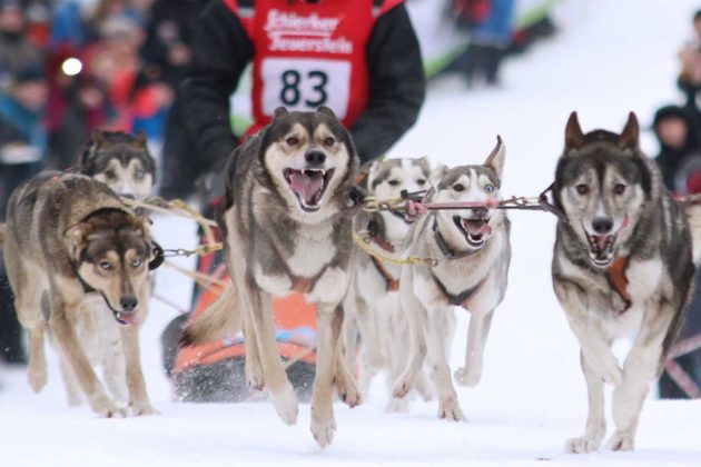 Mehr als 7000 Zuschauer sehen Schlittenhunderennen im Harz