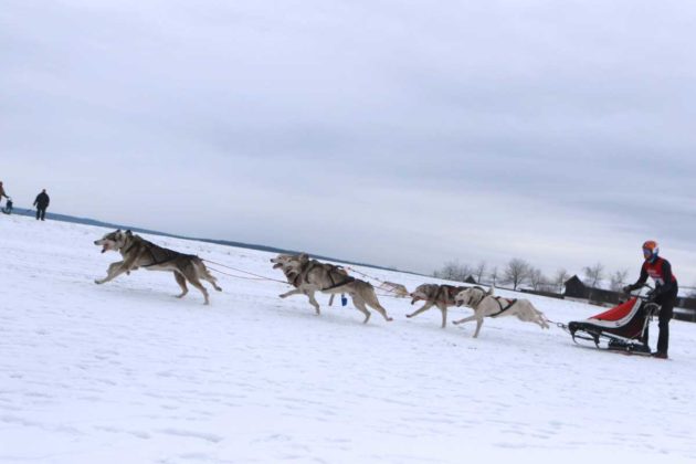 Mehr als 7000 Zuschauer sehen Schlittenhunderennen im Harz