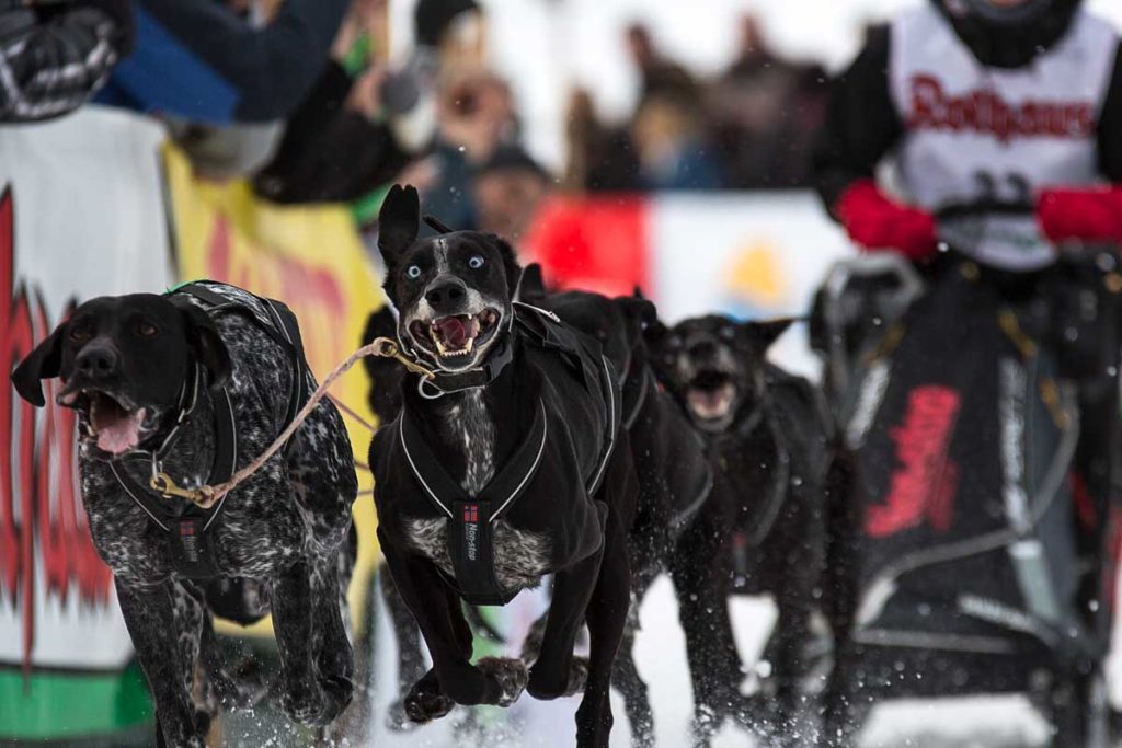 Rund 1000 Hunde bei Schlittenhunderennen im Schwarzwald