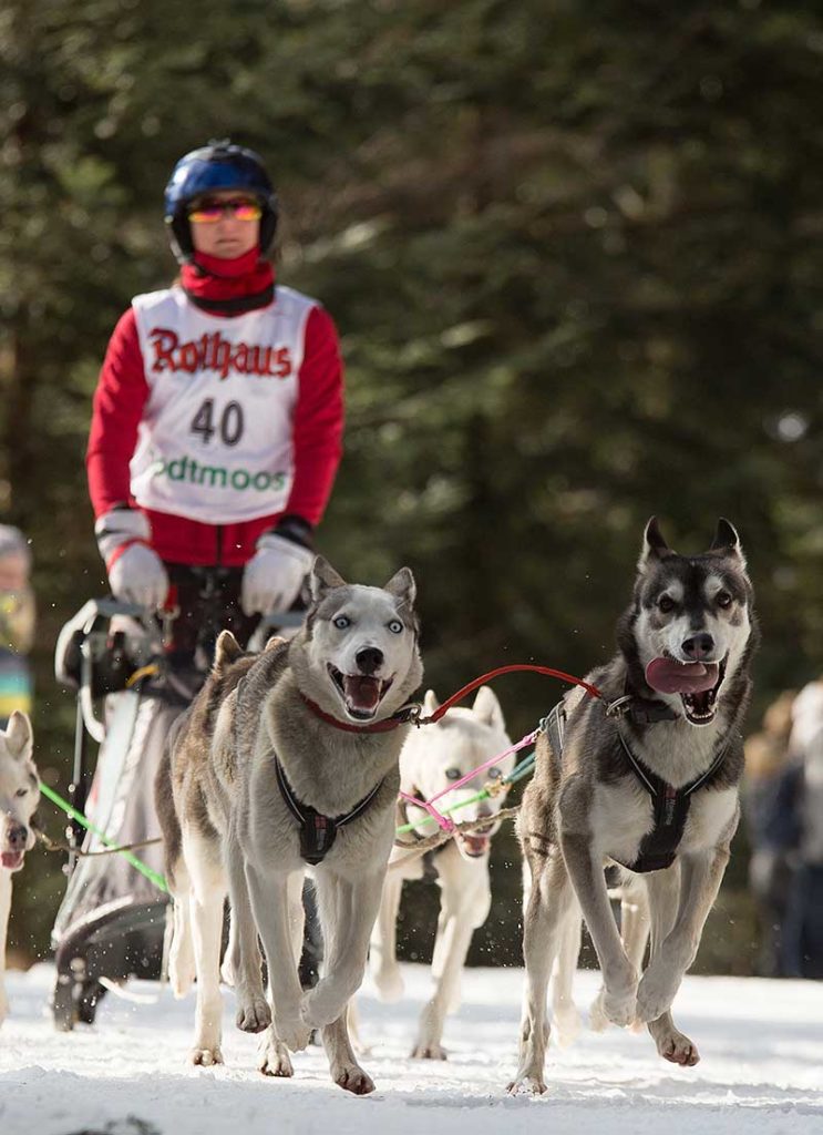 Rund 1000 Hunde bei Schlittenhunderennen im Schwarzwald