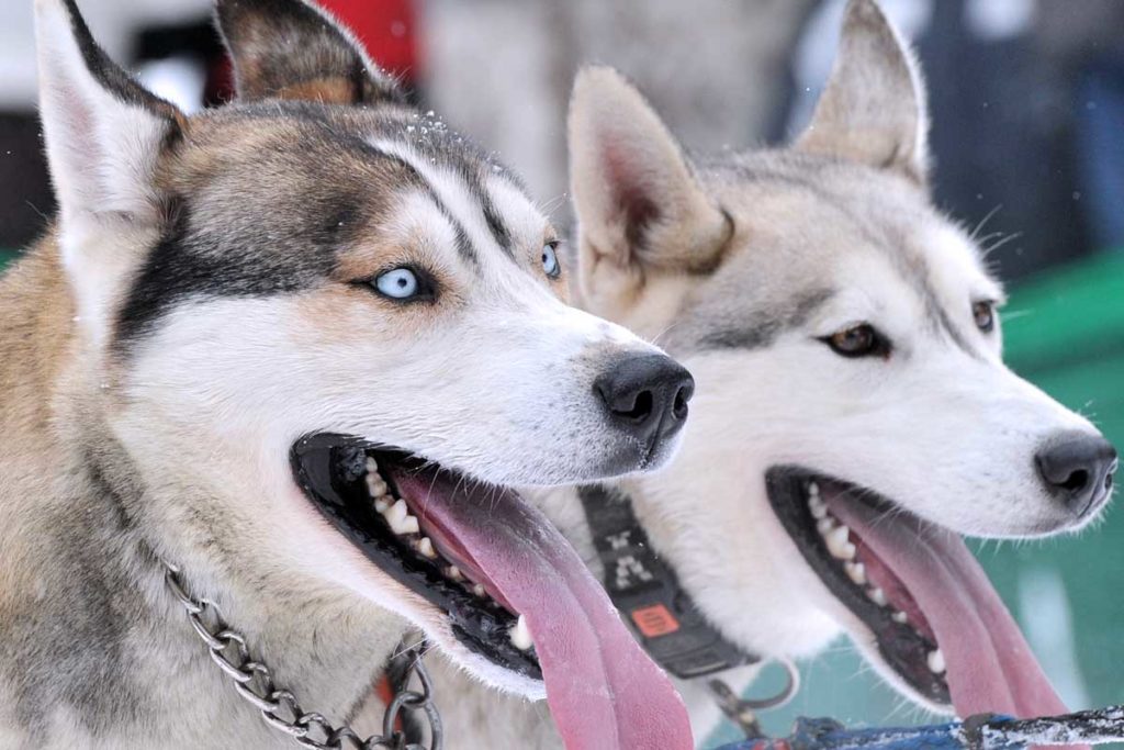 Schauspieler Till Demtroeder bei Schlittenhunderennen im Harz