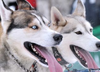 Schauspieler Till Demtroeder bei Schlittenhunderennen im Harz