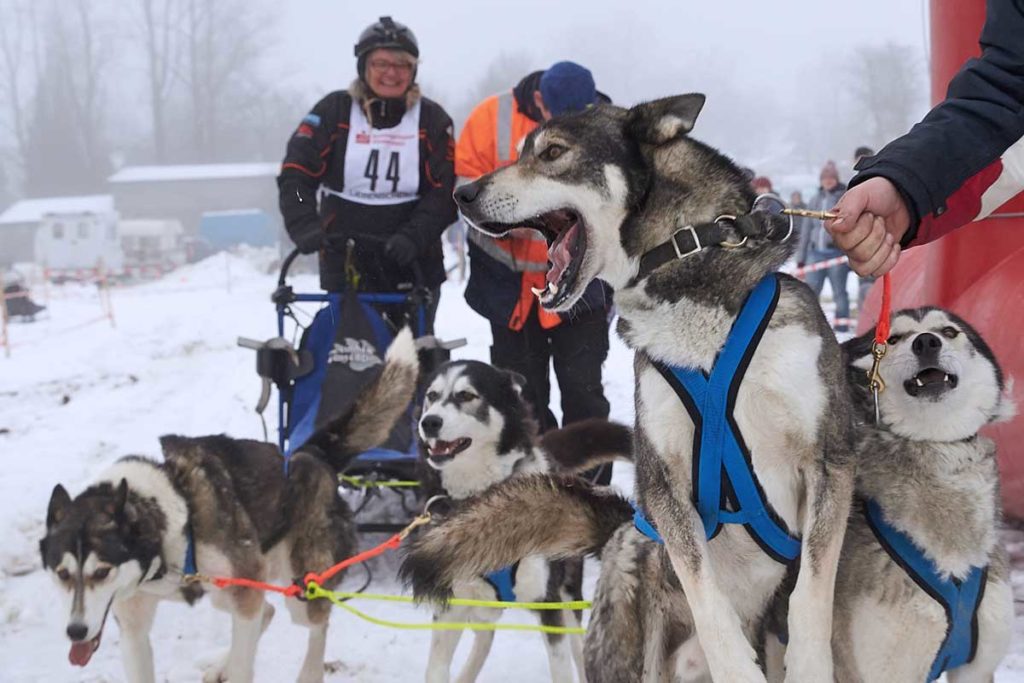 Schlittenhunderennen im winterlichen Westerwald