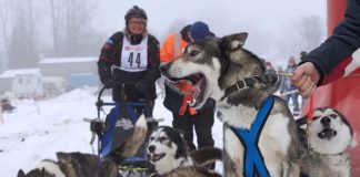 Schlittenhunderennen im winterlichen Westerwald