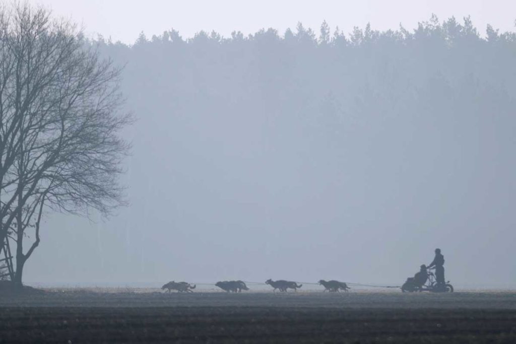 250 reinrassige Schlittenhunde bei Rennen in Wörlitz dabei