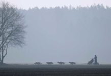 250 reinrassige Schlittenhunde bei Rennen in Wörlitz dabei